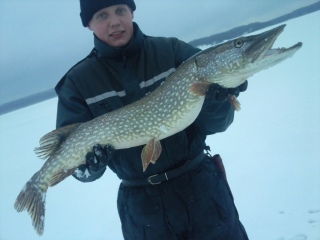 Hauki 5,50 kg