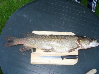 Hauki 2,90 kg