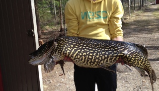 Hauki 11,40 kg