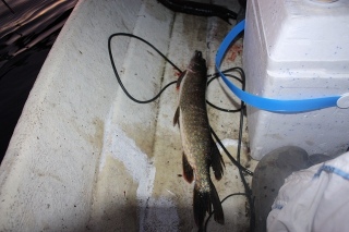 Hauki 1,40 kg