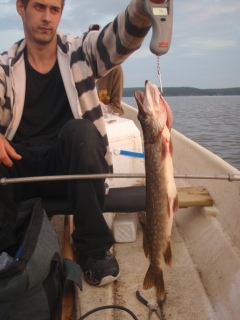 Hauki 1,47 kg