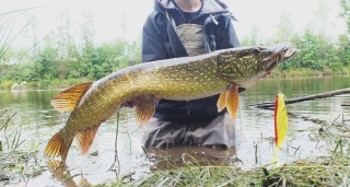 Hauki 7,54 kg