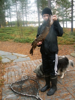 Hauki 1,30 kg