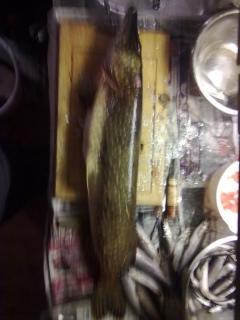Hauki 4,20 kg