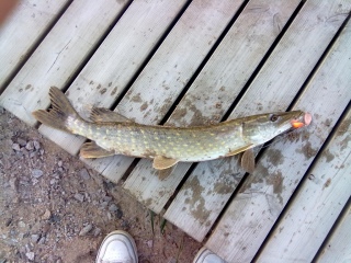Hauki 1,10 kg