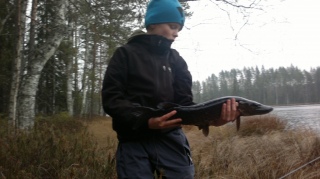 Hauki 1,50 kg