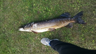 Hauki 9,10 kg