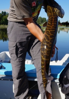 Hauki 6,96 kg
