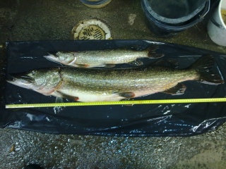 Hauki 6,73 kg
