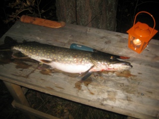 Hauki 2,30 kg
