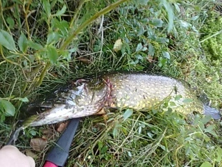 Hauki 5,01 kg