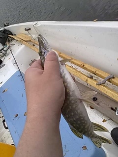Hauki 1,20 kg