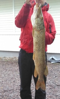 Hauki 5,62 kg