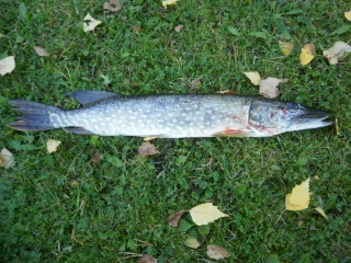 Hauki 900 g