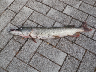Hauki 3,96 kg