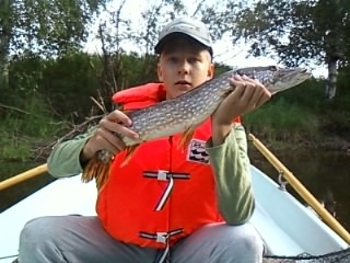 Hauki 1,48 kg