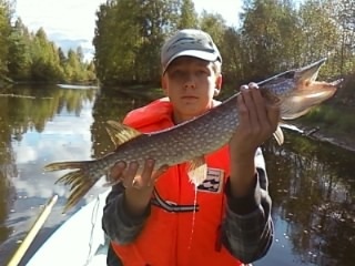 Hauki 1,52 kg