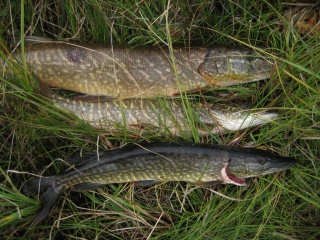 Hauki 2,08 kg
