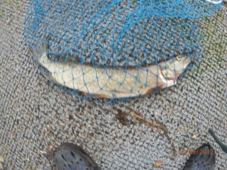 Hauki 1,40 kg