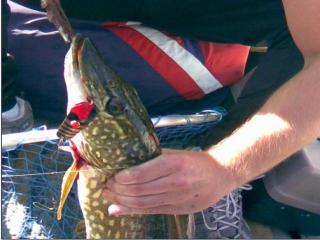 Hauki 2,00 kg