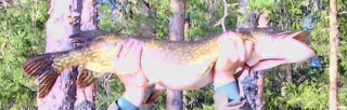 Hauki 10,00 kg