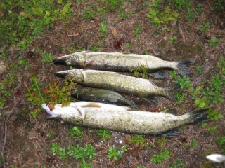Hauki 5,00 kg