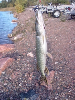 Hauki 1,50 kg