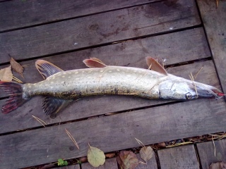 Hauki 1,30 kg