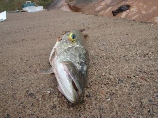 Hauki 4,30 kg