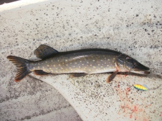 Hauki 1,28 kg