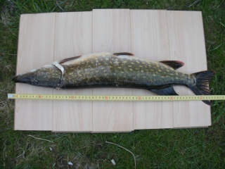 Hauki 1,83 kg