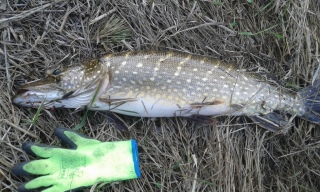 Hauki 4,56 kg