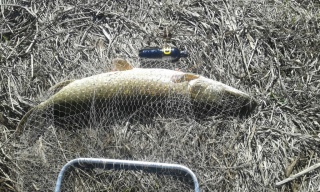 Hauki 8,62 kg