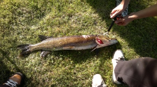 Hauki 6,50 kg