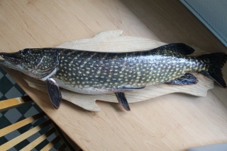 Hauki 2,33 kg