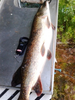 Hauki 7,00 kg