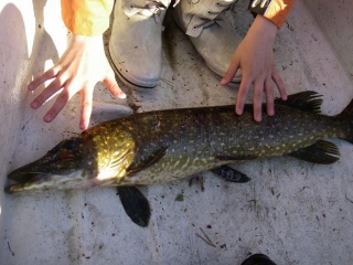 Hauki 5,50 kg
