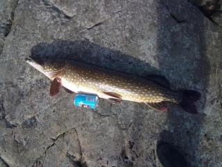 Hauki 6,50 kg