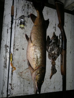 Hauki 10,13 kg
