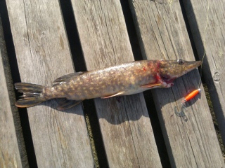 Hauki 700 g