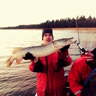 Hauki 6,00 kg