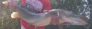 Hauki 9,05 kg