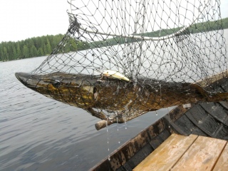 Hauki 4,00 kg
