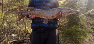 Hauki 2,81 kg