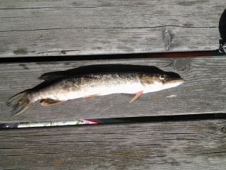 Hauki 180 g