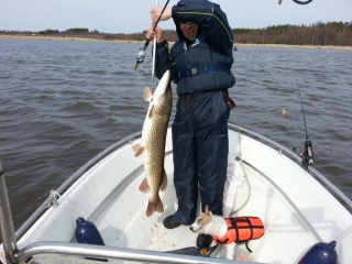 Hauki 11,00 kg