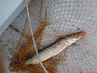 Hauki 470 g