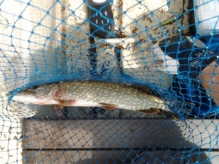 Hauki 1,00 kg