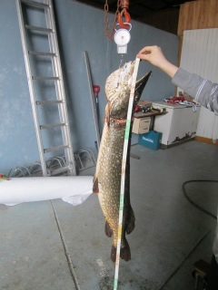 Hauki 11,30 kg