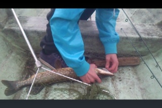 Hauki 2,20 kg